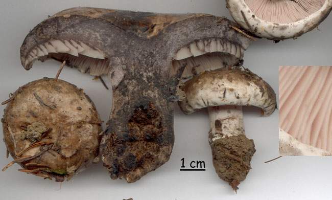 Russula anthracina v carneifolia